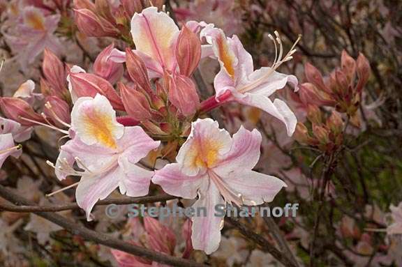 rhododendron occidentale cv myrts blush 3 graphic
